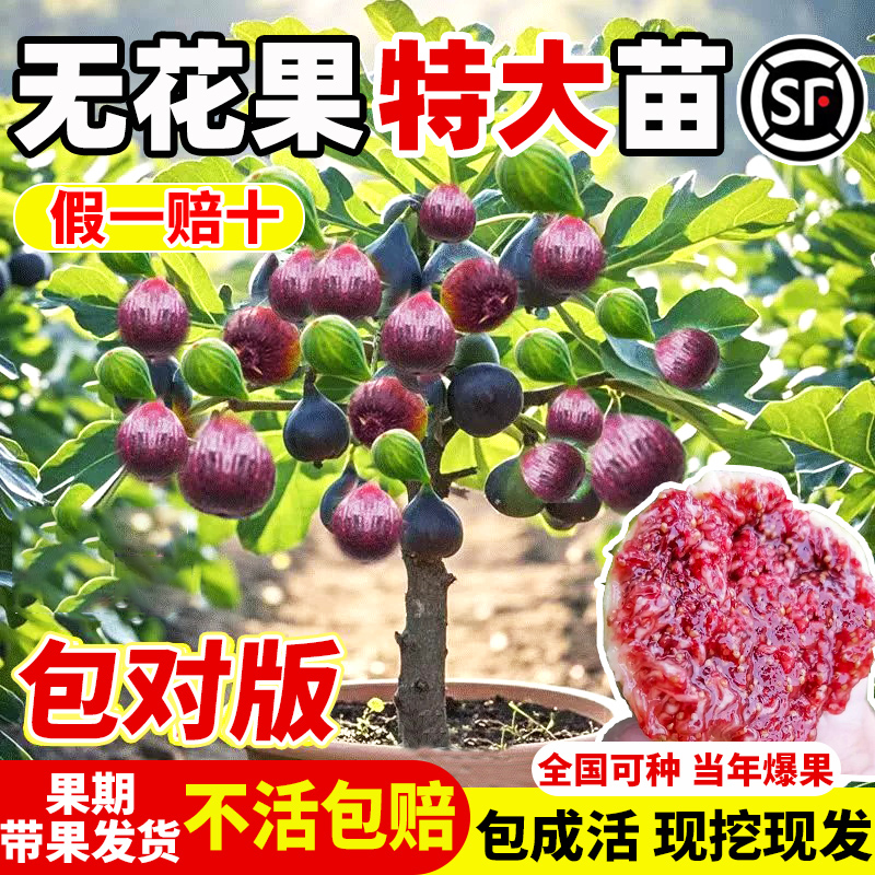 无花果树果苗当年结果特大果