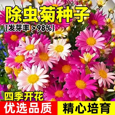 除虫菊四季开花驱蚊虫多年生种子