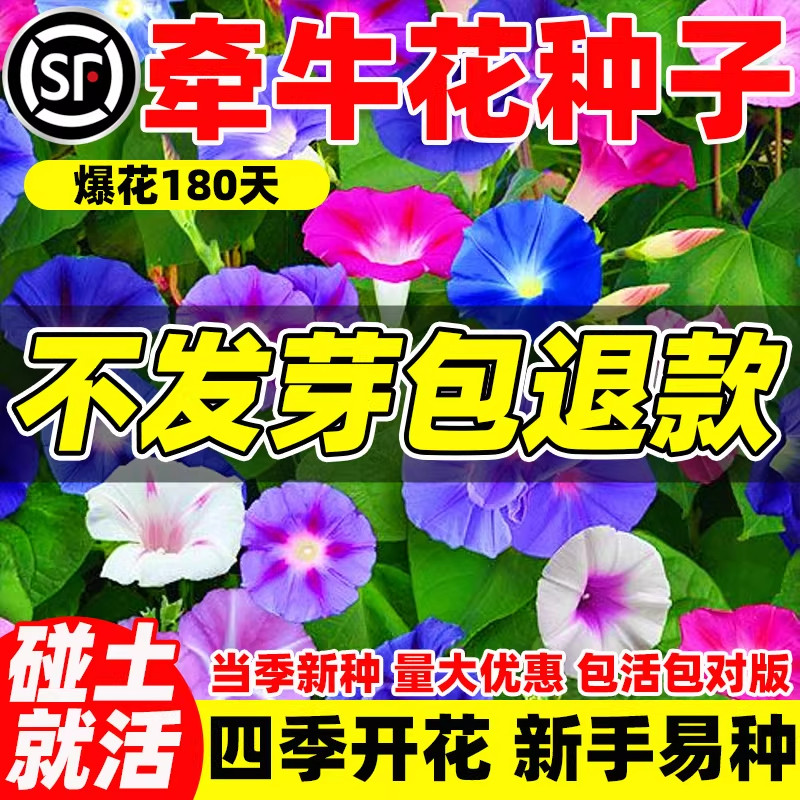 混色牵牛花种子喇叭花室外爬藤爬墙花卉开花爆满盆栽易种易活种籽