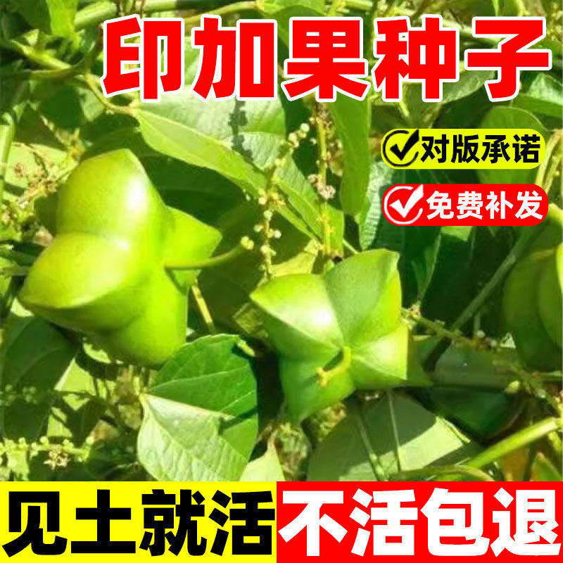 印加果种子南美油藤药材星油藤易成活食用保健印奇果印加花生种子
