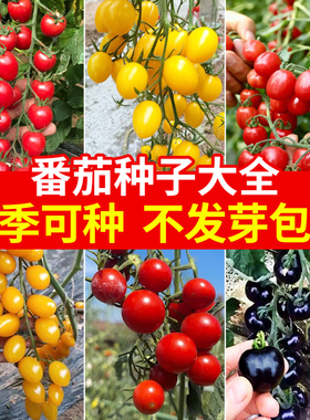 番茄种籽大全樱桃千禧圣女果种子盆栽西红柿矮生水果番茄蔬菜种孑