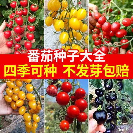 番茄种籽大全樱桃千禧圣女果种子盆栽西红柿矮生水果番茄蔬菜种孑