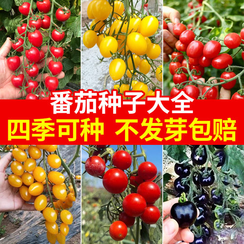 番茄种籽大全樱桃千禧圣女果种子