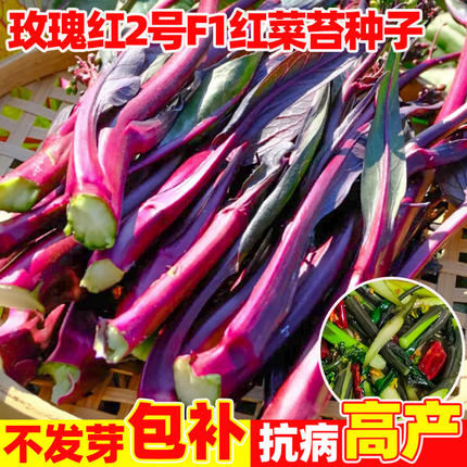 玫瑰红2号红菜苔种子早熟春季蔬莱孑广东菜心籽四季蔬菜种子大全