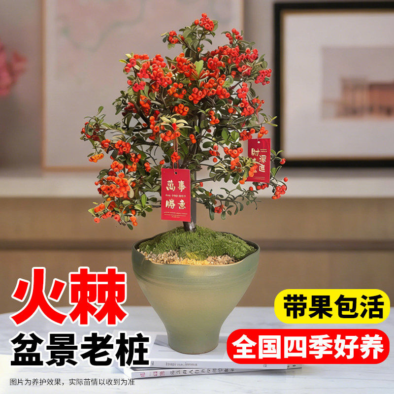 火棘盆景老桩盆栽绿植四季观果植物沙棘苗带红果老桩阳台客厅庭院
