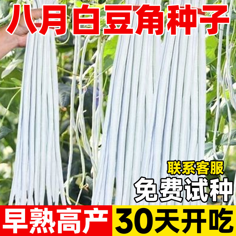 白豆角种子八月白缸豆种籽不搭架高产无架长豆角种籽菜豆蔬菜种孑 - 实物图