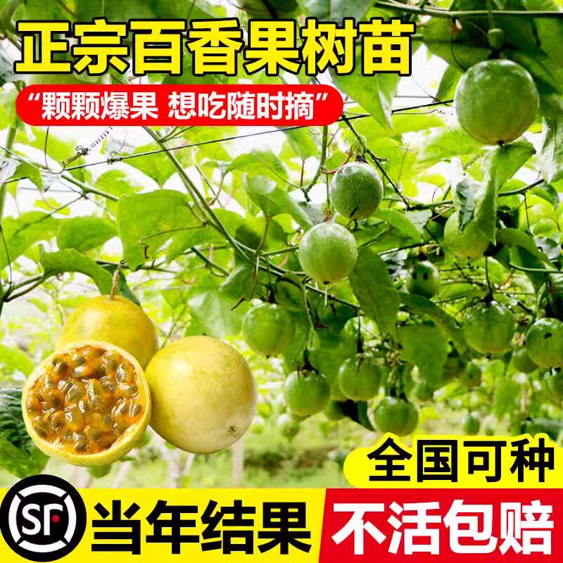 钦蜜9号百香果树苗新品种图片