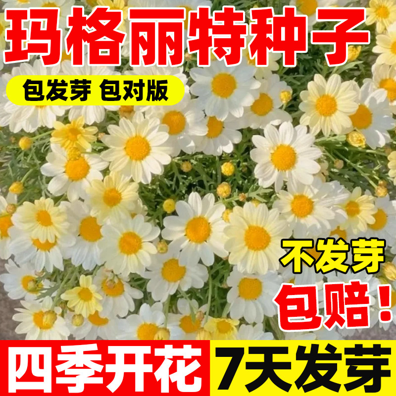 玛格丽特花种子盆栽四季开花图片
