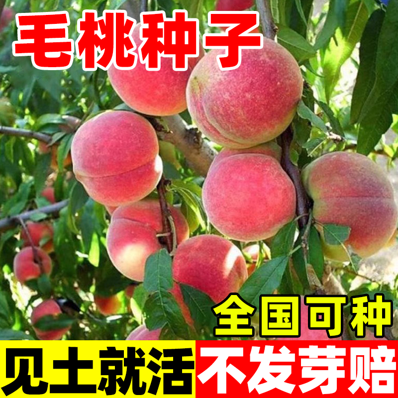 毛桃种子野树核籽山杏樱嫁