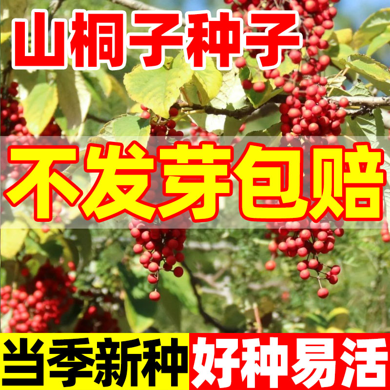 山桐子树种子毛叶多年生乔木树籽