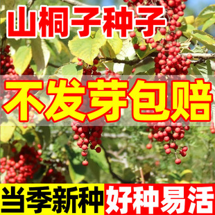 山桐子树种子毛叶山桐子山梧桐半霜红油葡萄水冬瓜多年生乔木树籽