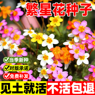 繁星花种籽子繁花小星辰花籽四季种子阳台盆栽室外庭院花卉花种子