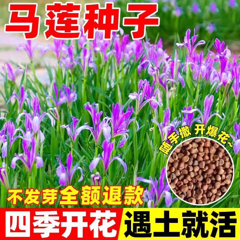 马莲种子四季开花易成活多年生马兰花种籽阳台庭院盆栽景观花海苗