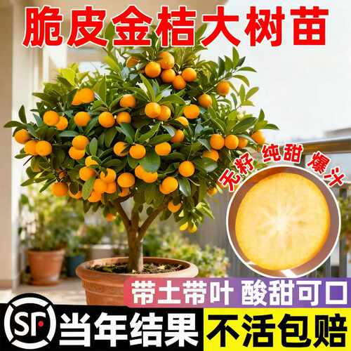 脆皮金桔树盆栽带果苗土球