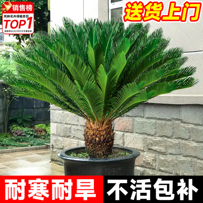 铁树盆栽大型龙铁树绿植盆景