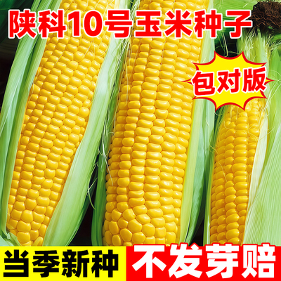 陕科10号高产杂交玉米种籽