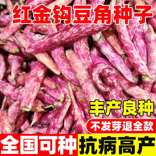东北红金钩架豆角种子高产黄金钩油豆种籽扁豆春季四季豆种蔬菜孑