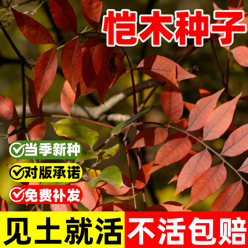 恺木种子水冬瓜树种籽水青风桤苗