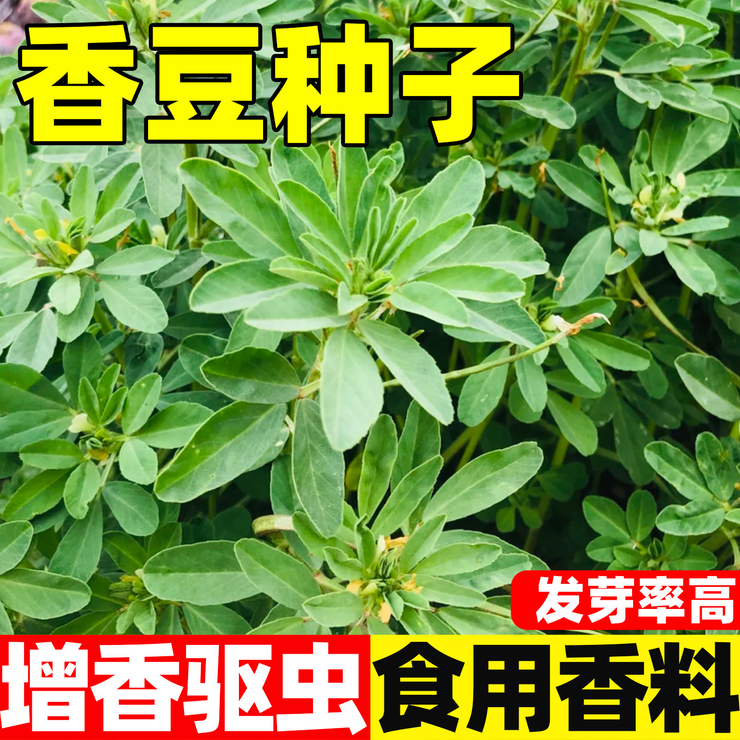香豆种子叶菜种子香草香豆子春秋四季阳台盆栽葫芦草蔬菜种籽子孑