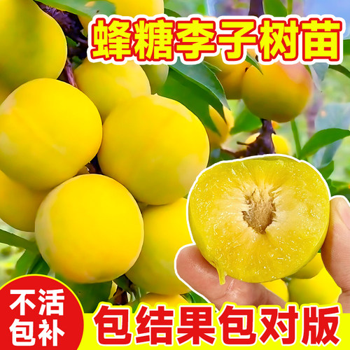贵州六马正宗蜂糖李子树苗