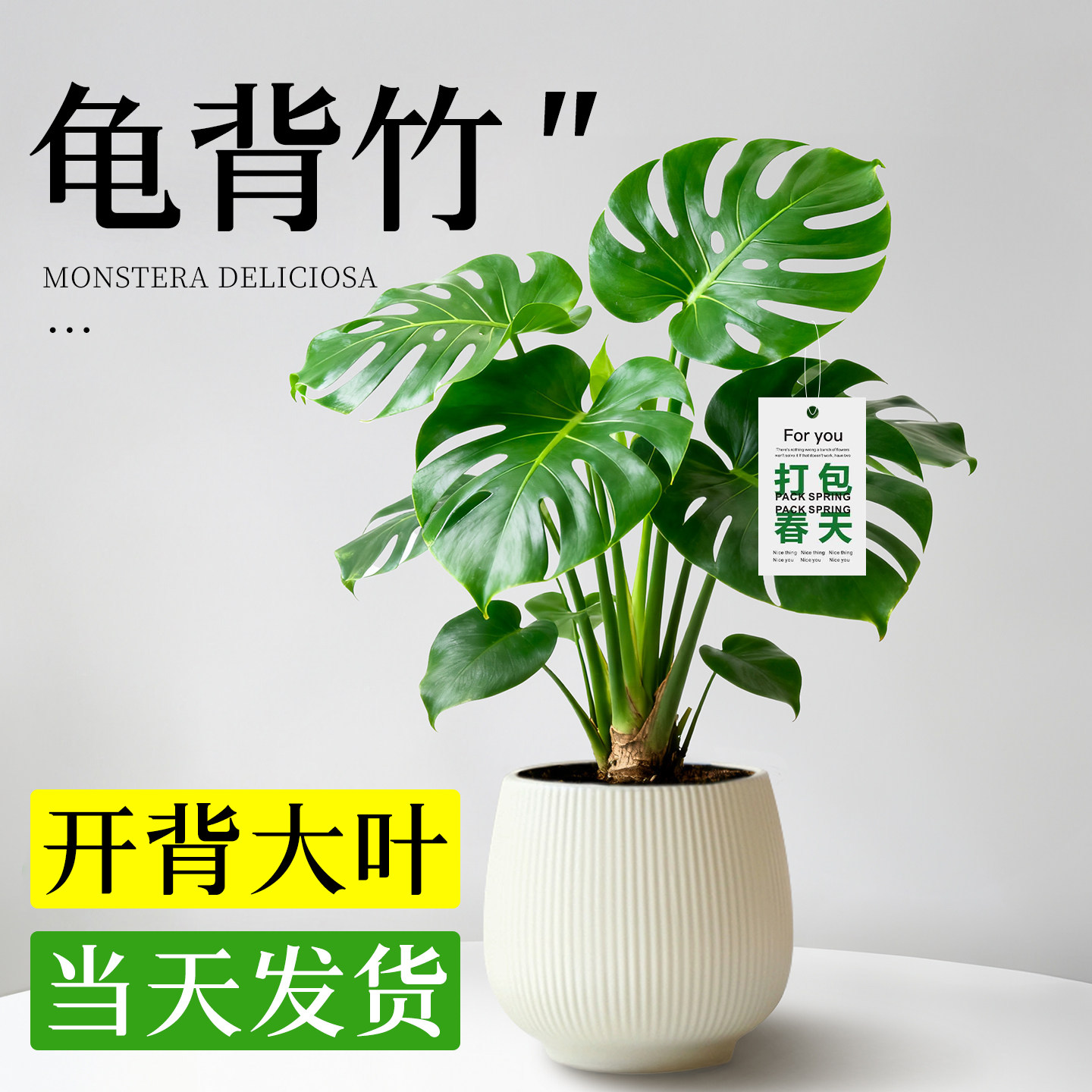 龟背竹盆栽大叶开背老桩水培植图片