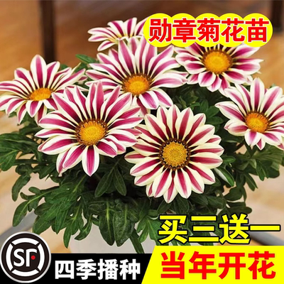 勋章菊花苗盆栽玫瑰红条纹种苗