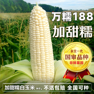 万糯188玉米种子大棒高产甜加糯玉米种籽大田鲜食玉米春秋种苞谷