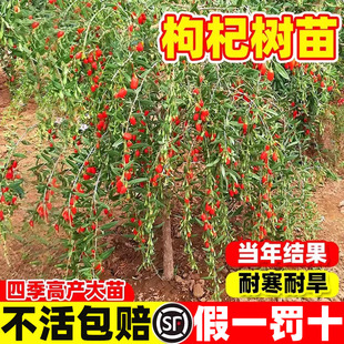 枸杞树苗南北方食用盆栽大苗当年结果耐寒耐旱四季种植果树苗果苗