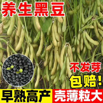 黑豆种子四季早熟抗病高产农家绿