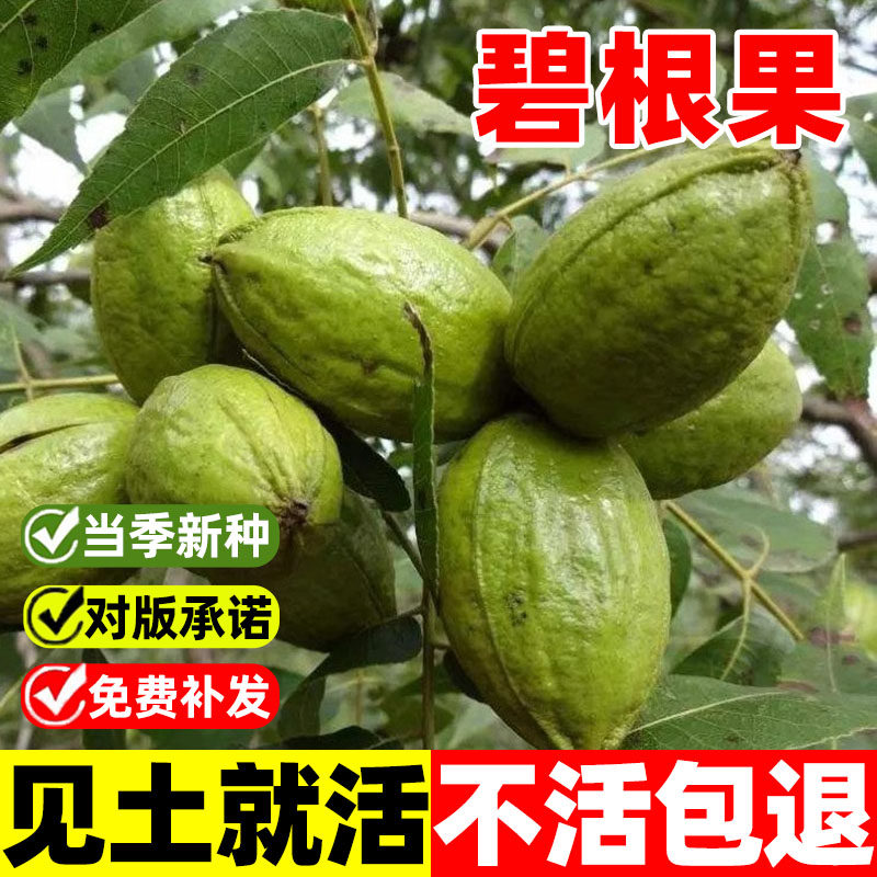 碧根果种子薄皮山核桃种子薄壳山核桃种子核桃树种子林木种子四季