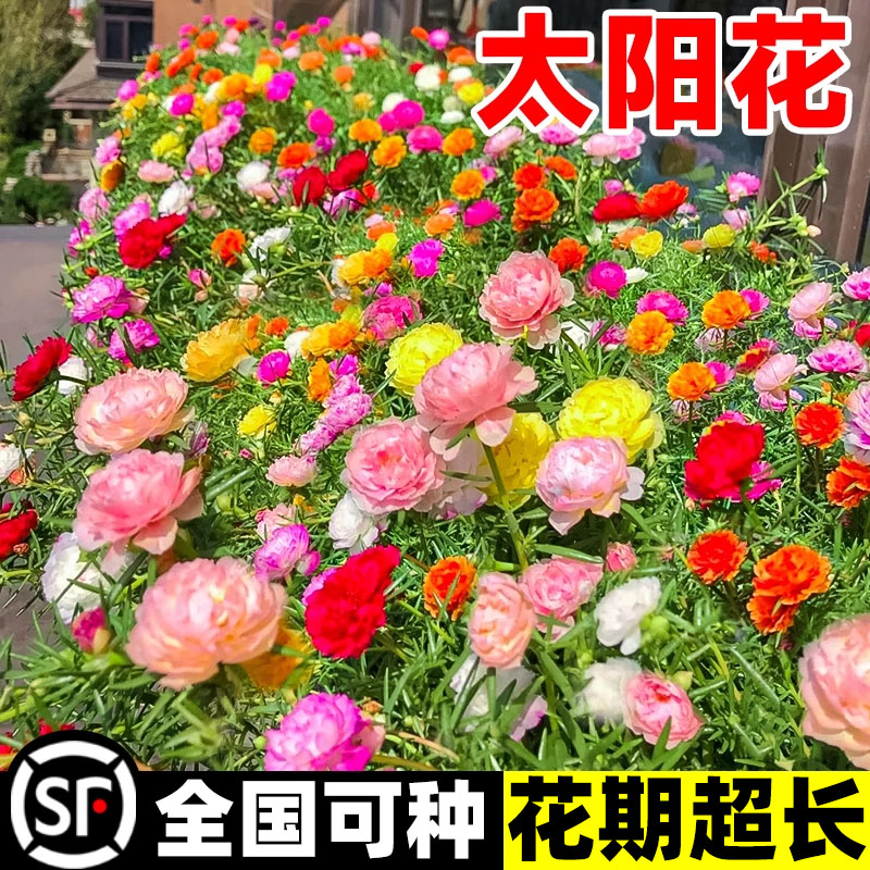 风畔春秋开花易活花籽多年生
