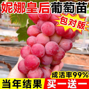 妮娜皇后葡萄苗老桩嫁接苗葡萄树爬藤大苗南方种植寒香蜜葡萄树苗