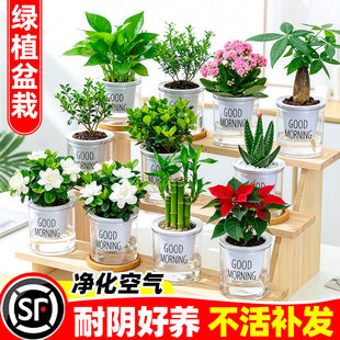 绿植盆栽室内四季 好养水培植物客厅阳台办公室桌面旺宅小花卉绿萝