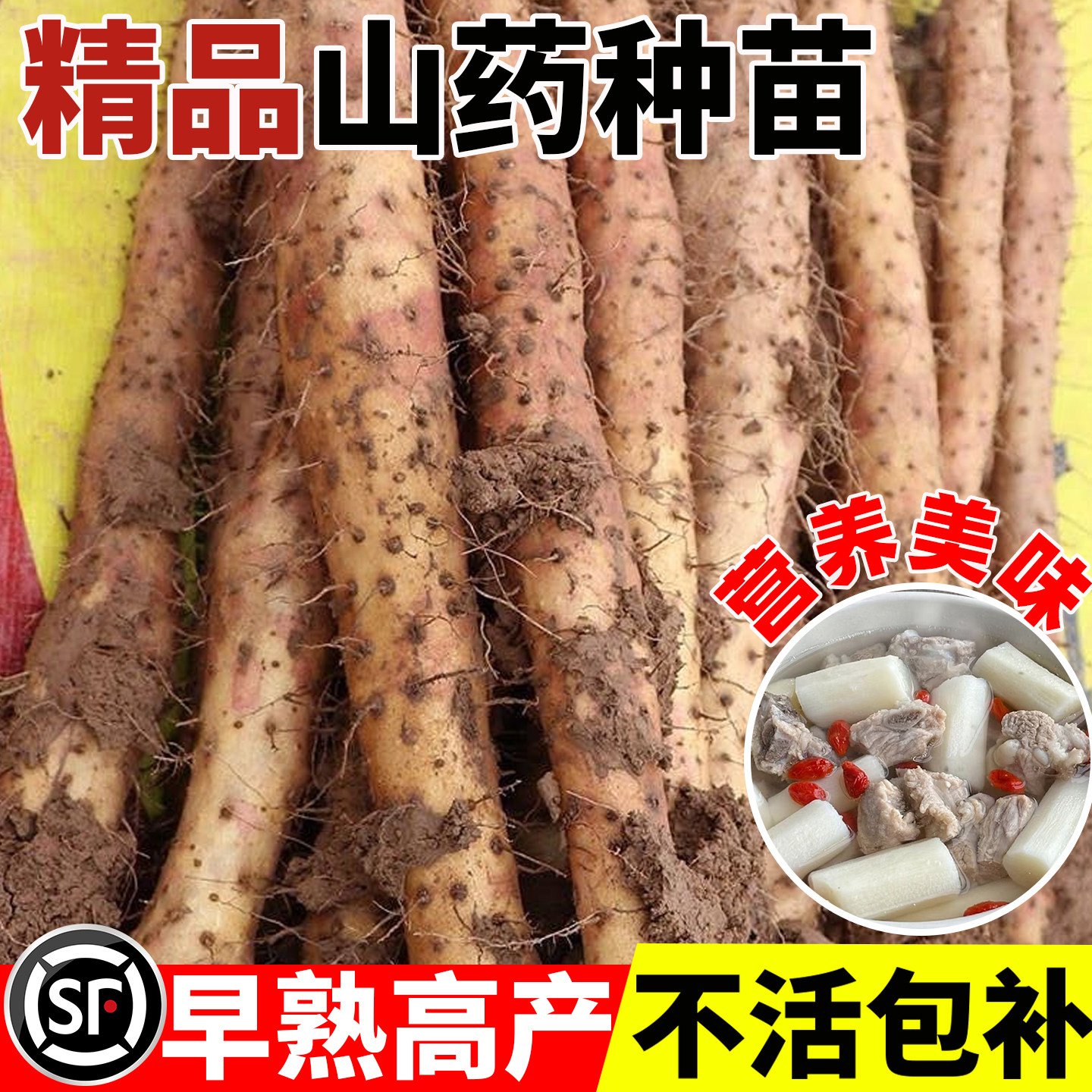山药种苗四季种植秧苗带幼芽阳台庭院盆栽地栽山药豆种子蔬菜秧苗