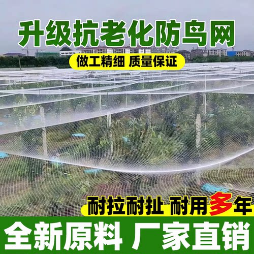 种植防鸟网果园果树防鸟尼龙网大