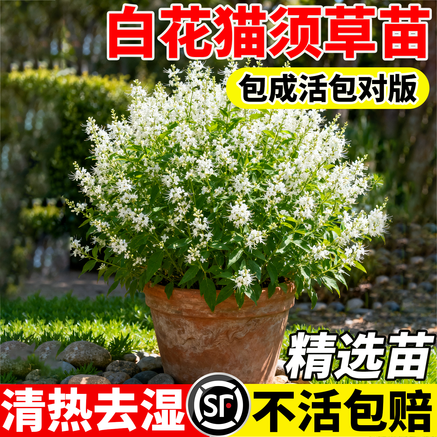白花猫须草苗盆栽彩叶开白花肾草