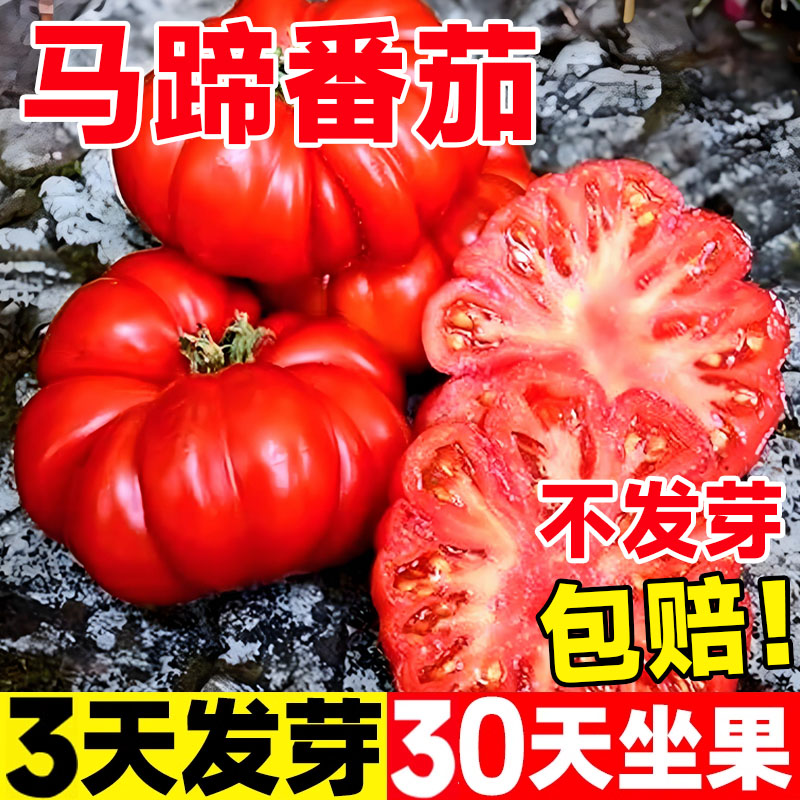 马蹄番茄种子沙瓤大西红柿苗蔬菜