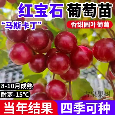 圆叶红宝石葡萄苗马斯卡丁盆栽庭