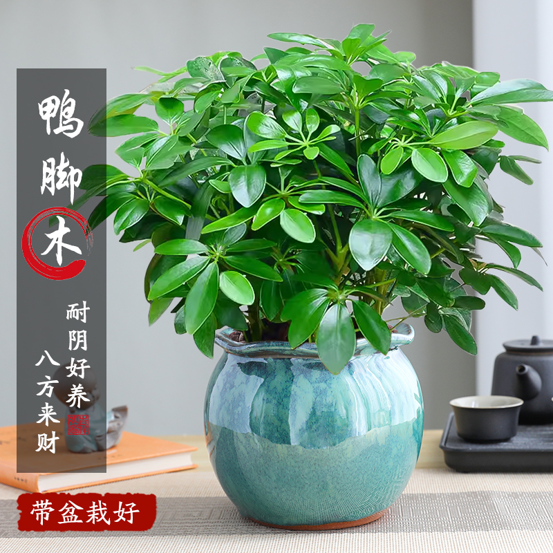 八方来财鸭脚木盆栽植物室内外绿