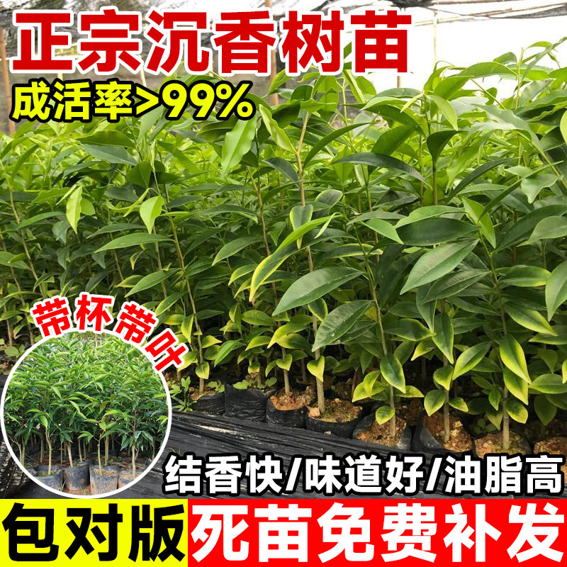 正宗奇楠海南沉香树苗盆栽金丝楠木小叶紫檀庭院十大名贵树苗大全