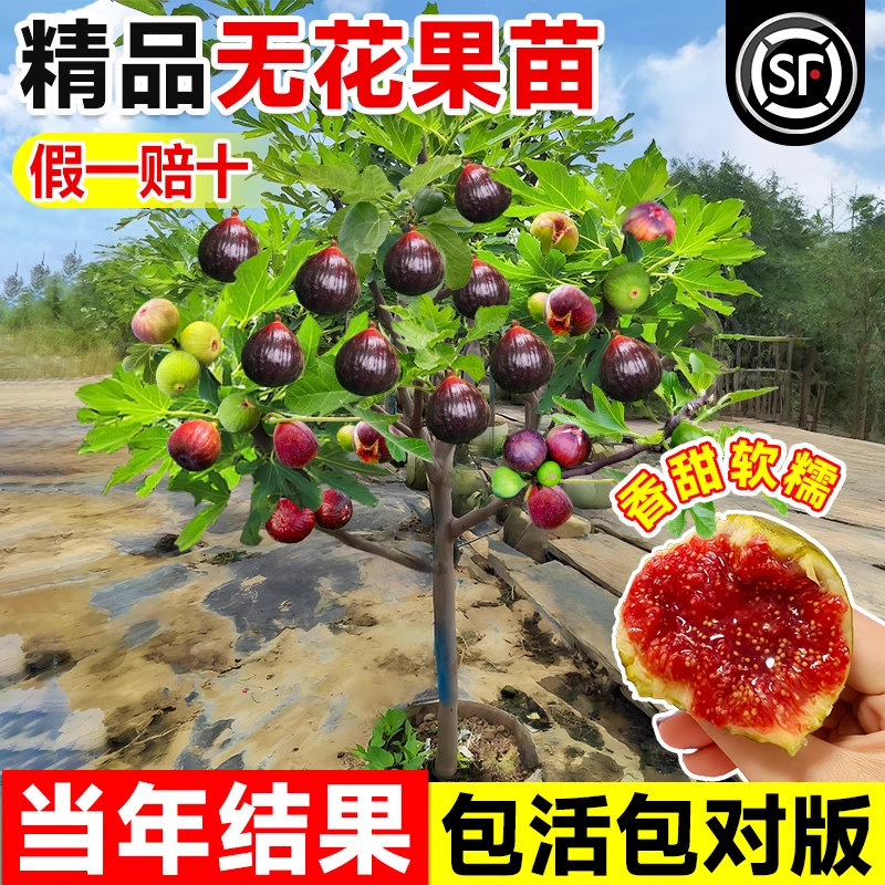 无花果树果苗带果矮化波姬红特大