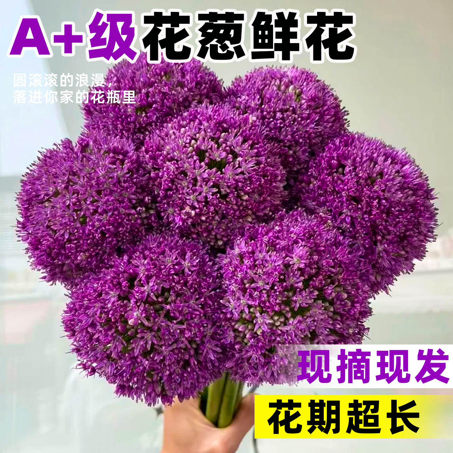 大花葱鲜切花荷兰进口花材云南直发家用水培插花紫色大葱花鲜切花