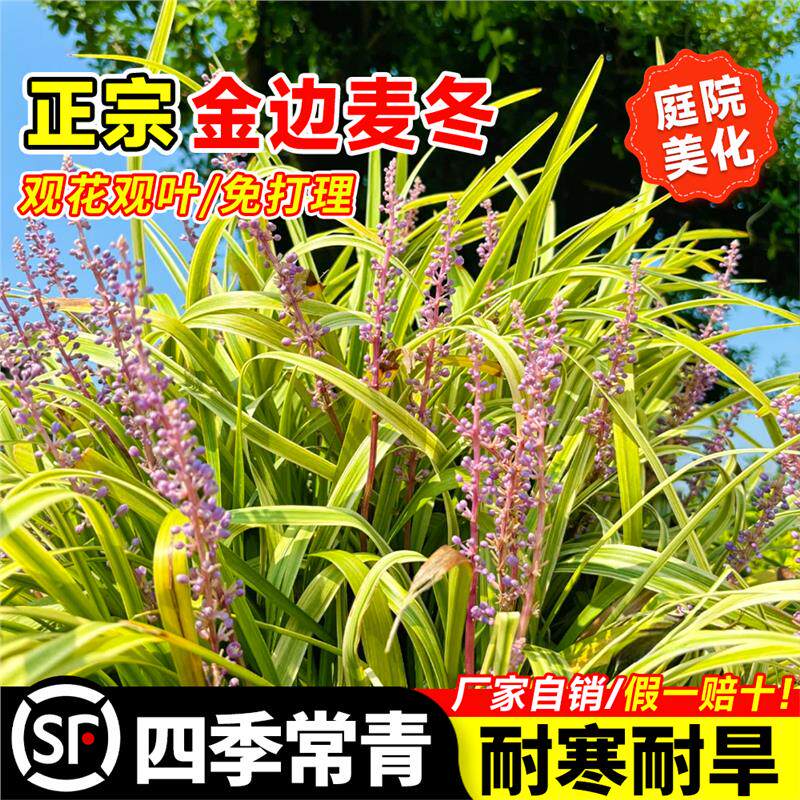 金边麦冬矮麦冬草四季常青玉龙草金边阔叶苗庭院绿化耐寒耐阴植物