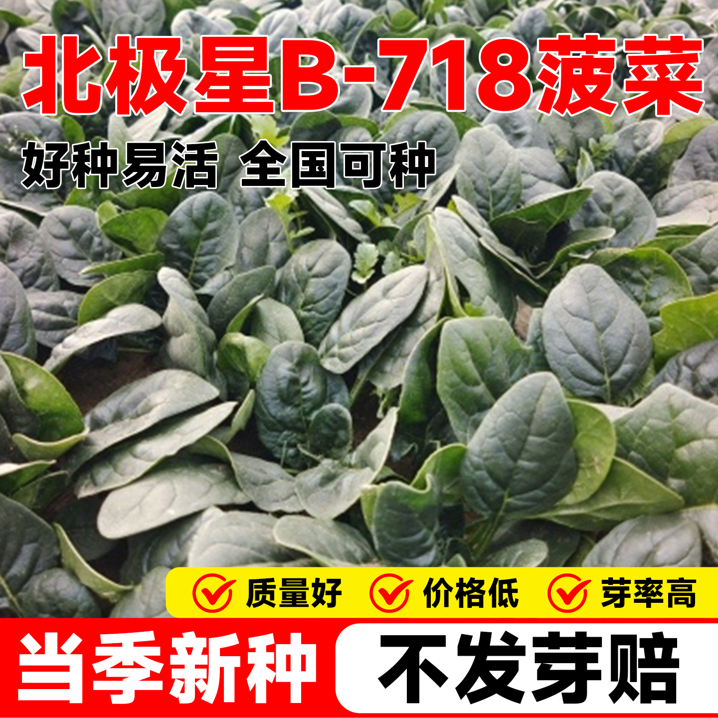 北极星B-718菠菜种子越冬耐寒