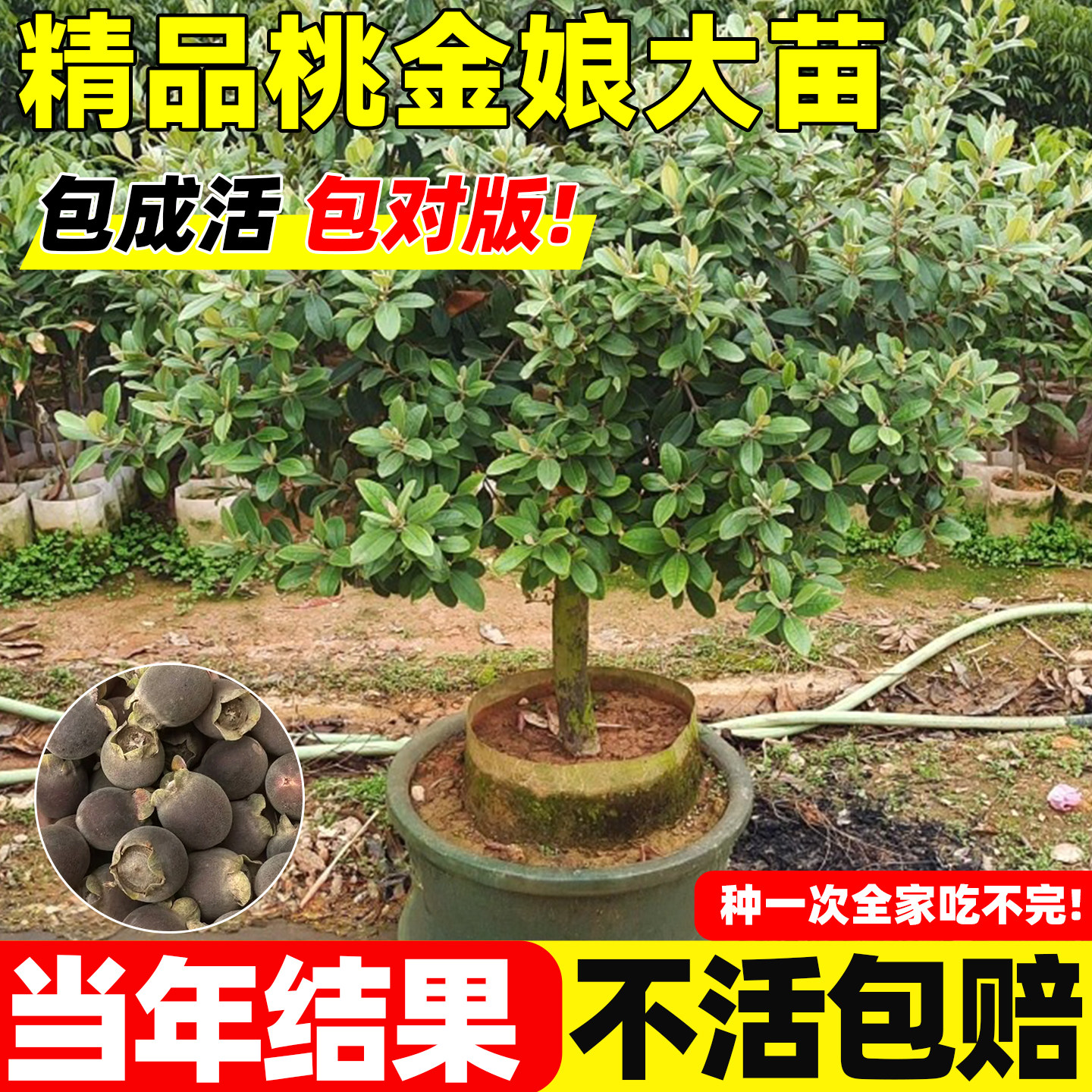 果树捻子树苗果苗乌稔苗桃金娘苗盆栽庭院室外果树捻子果苗山捻子