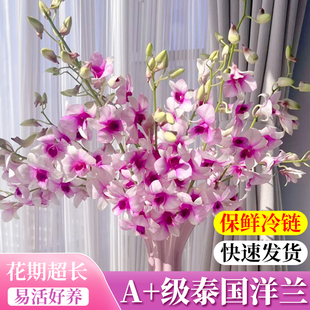 鲜花云南基地直发泰国洋兰鲜切花家用花瓶水培植物插花带花苞发货