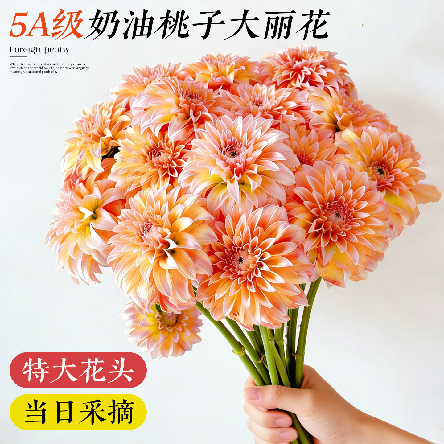 奶油桃子大丽花鲜切花云南直发家