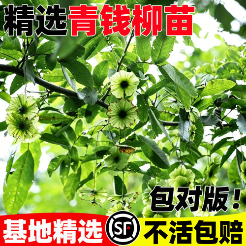 青钱柳苗木药材树枫杨树苗摇钱