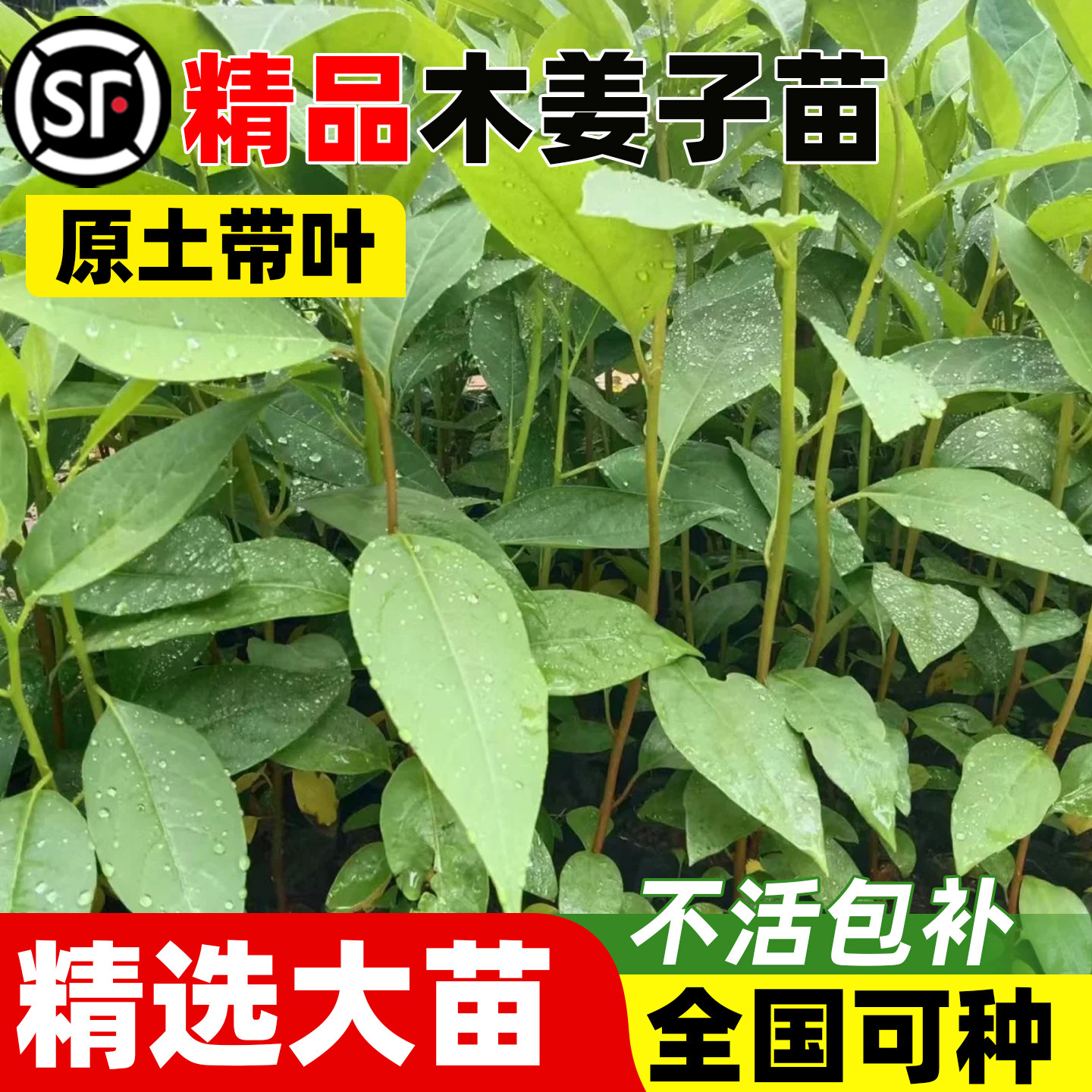 木姜子大苗高产大叶山苍子山鸡椒