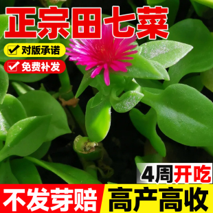 特色野菜保健菜三七种籽食用养生田七种子阳台盆栽抗病强四季蔬菜